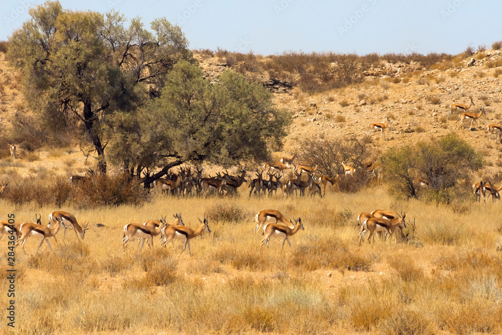 Fototapeta premium Springboks, Kgalagadi Transfrontier Park, South Africa
