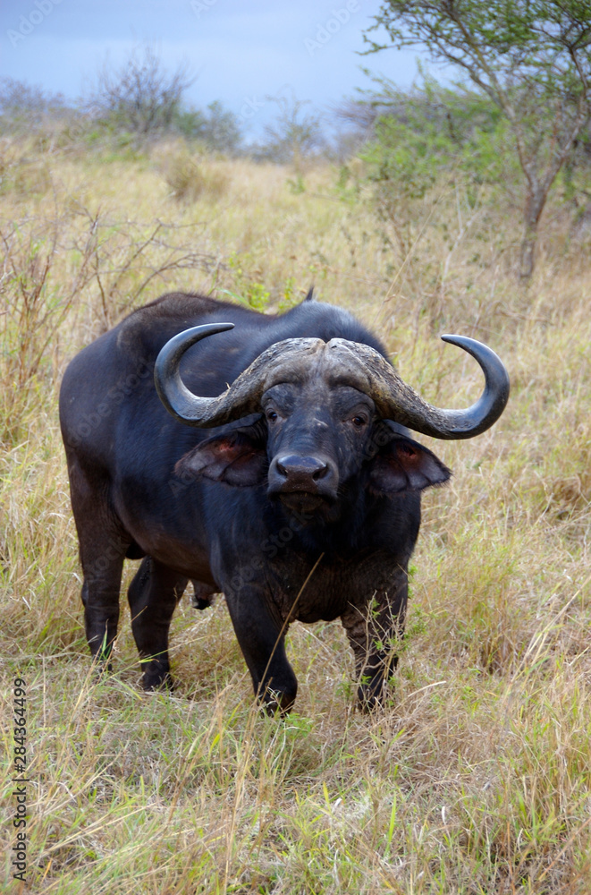 Obraz premium Africa, South Africa, KwaZulu Natal, Hluhluwe, Zulu Nyala Game Reserve, Cape Buffalo 