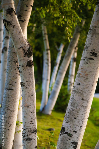 Row of many birch trees, Stowe, Vermont, USA