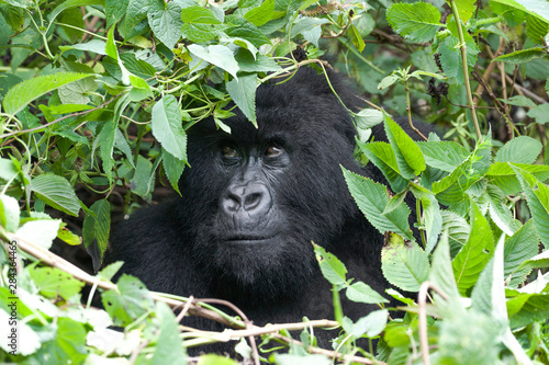 Africa, Rwanda, Volcanoes National Park. Female mountain gorilla looking through thick foliage.