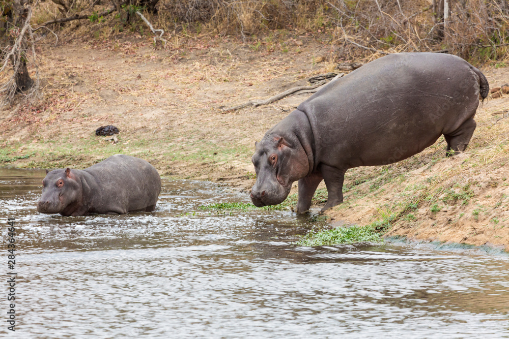 Africa, South Africa, Londolozi Private Game Reserve. Adult and juvenile hippopotamus. Africa, South Africa, Londolozi Private Game Reserve. Adult and juvenile hippopotamus.