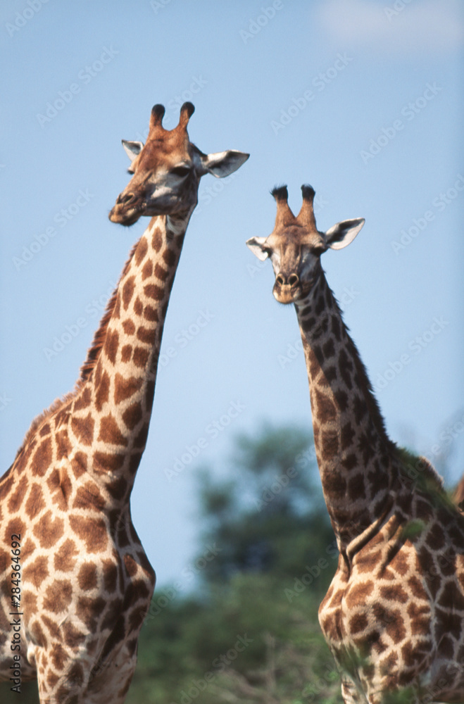 South Africa, Kruger National Park, Giraffes(Giraffa camelopardalis)