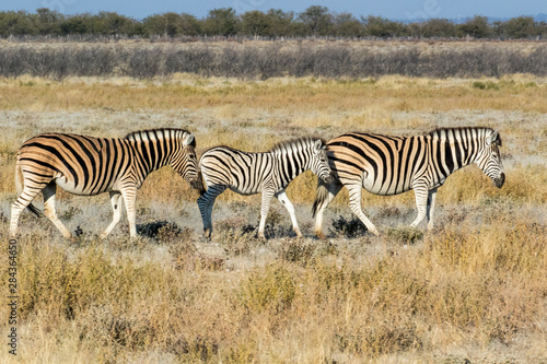 Africa  Namibia  Etosha National Park. Zebra family walking through the Savanna
