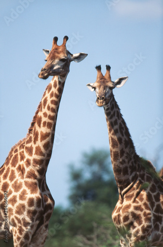 South Africa, Kruger National Park, Giraffes(Giraffa camelopardalis)