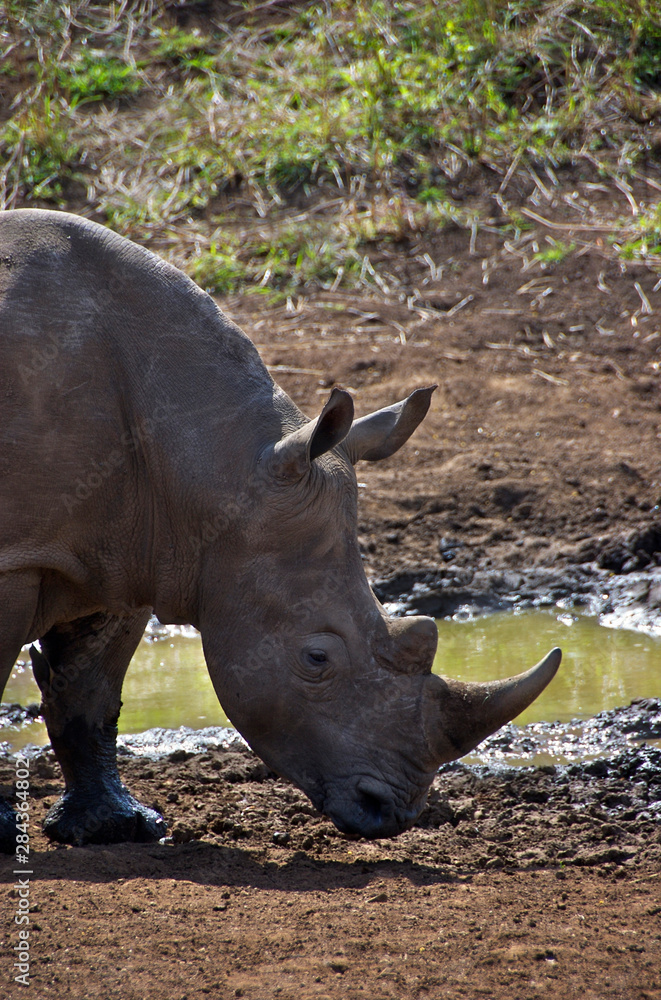 Obraz premium Africa, South Africa, KwaZulu Natal, Hluhluwe, white rhino in Zulu Nyala Game Reserve 