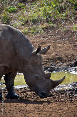 Africa  South Africa  KwaZulu Natal  Hluhluwe  white rhino in Zulu Nyala Game Reserve 