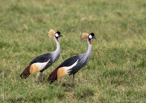 Africa, Tanzania, Ngorongoro Crater. Two Crowned Cranes (Balearica regulorum) on the floor of the Ngorongoro Crater.