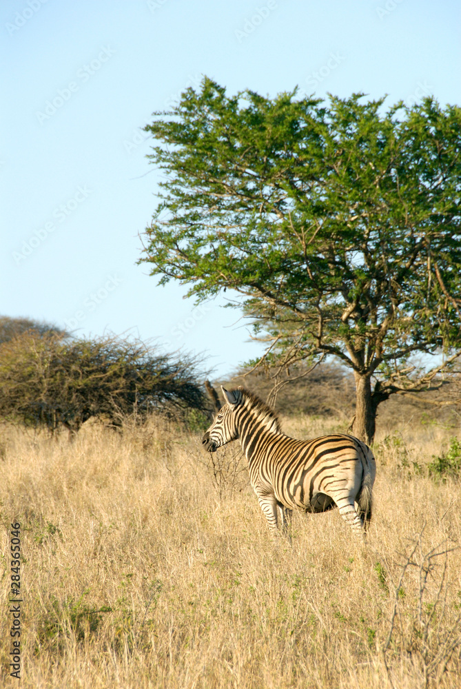 Obraz premium Africa, South Africa, KwaZulu Natal, Hluhluwe, zebra in Zulu Nyala Game Reserve 