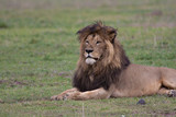 Male old lion (Panthera leo), Ngorongoro Crater, Tanzania