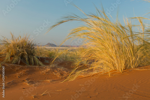 Фотография Desert grasses, Sossuspoort lookout in the Namib Naukluft Desert Park, Namibia
