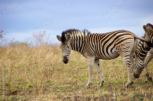 Africa  South Africa  KwaZulu Natal  Hluhluwe  zebra at Zulu Nyala Game Reserve 