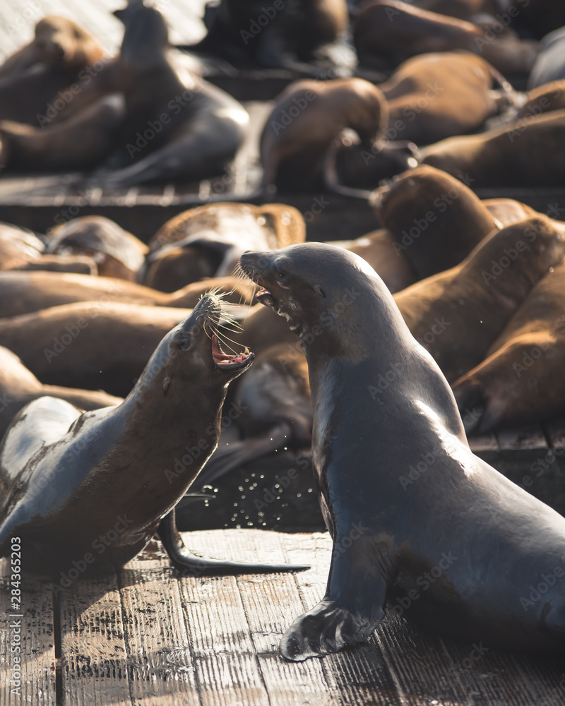 Fototapeta premium Pier 39 Sea lions san francisco california