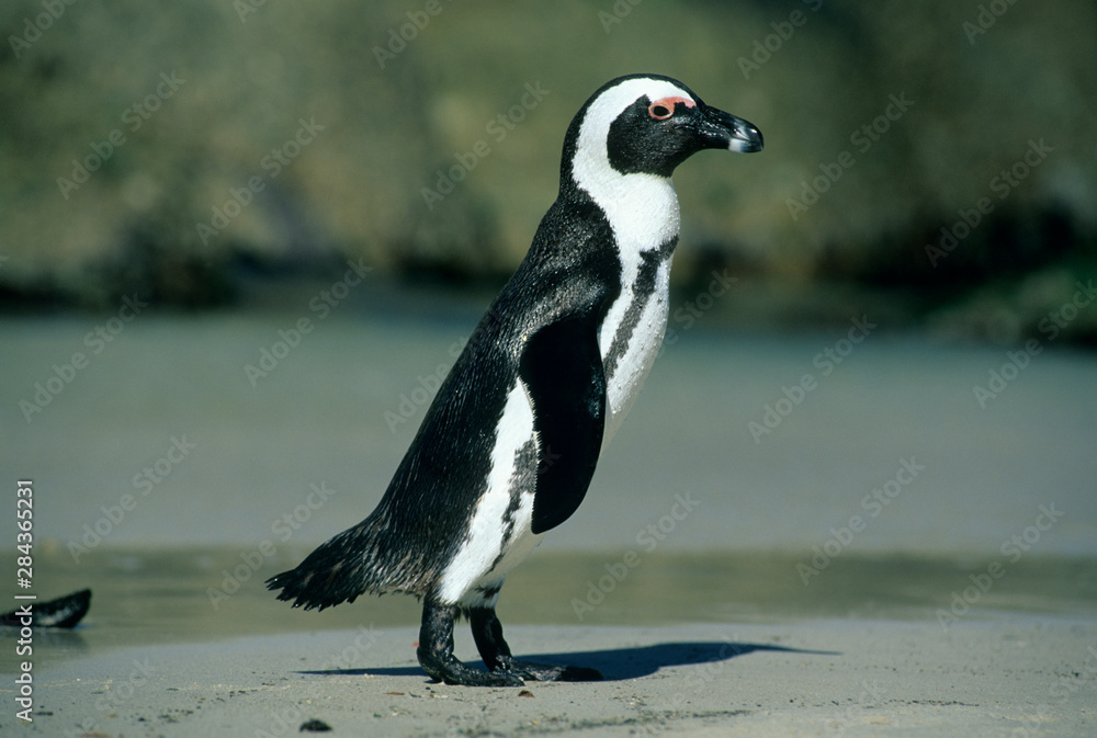 Obraz premium African Penguin, (Spheniscus demersus), coming ashore, Cape Peninsula, South Africa.