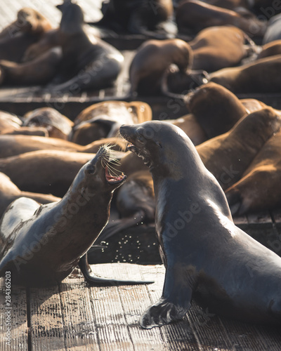 Pier 39 Sea lions san francisco california