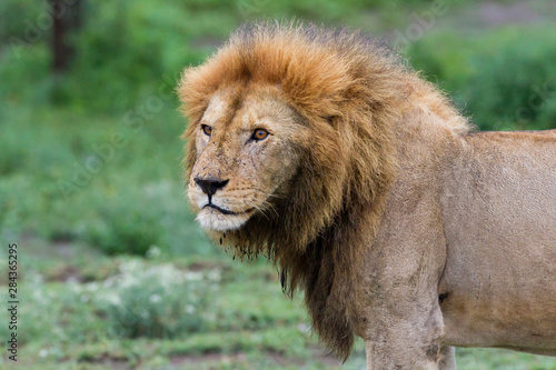 Adult male lion  large mane  head turned towards camera  profile view of front half of body  Close-up  Ngorongoro Conservation Area  Tanzania