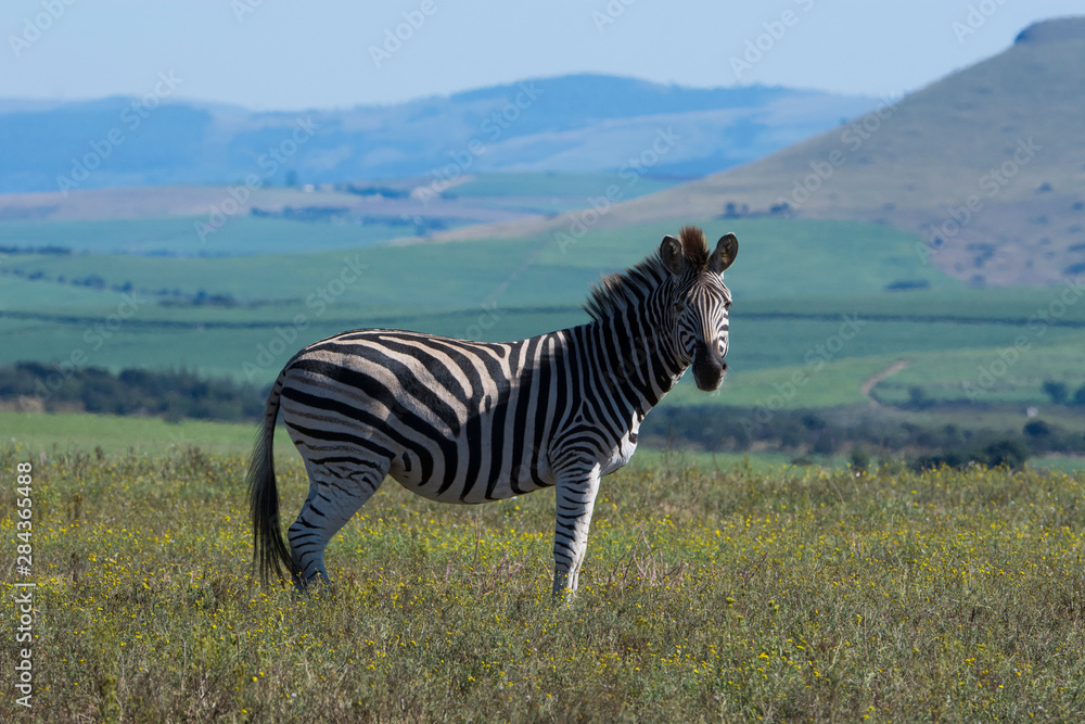Fototapeta premium South Africa, Durban. Tala Game Reserve. Plains zebra (Equus quagga, formerly Equus burchellii), aka common zebra or Burchell's zebra in scenic grasslands habitat.