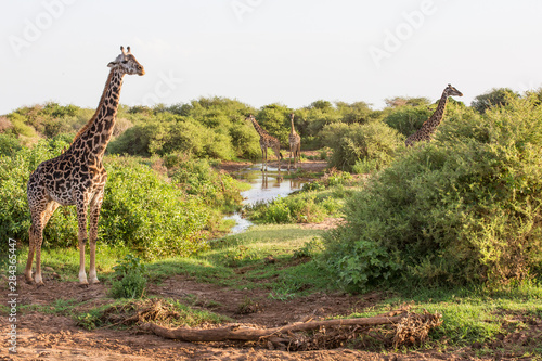 Lake Manyara, Tanzania. Four giraffes work their way through very tall foliage near Lake Manyara, looking for tender leaves to eat, Lake Manyara National Park, Tanzania photo