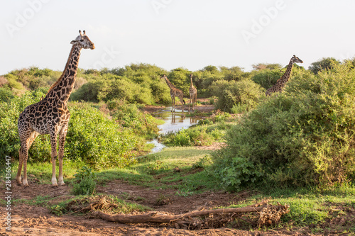 Photography Lake Manyara, Tanzania