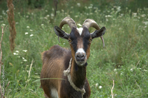 horned goat in full face in the field