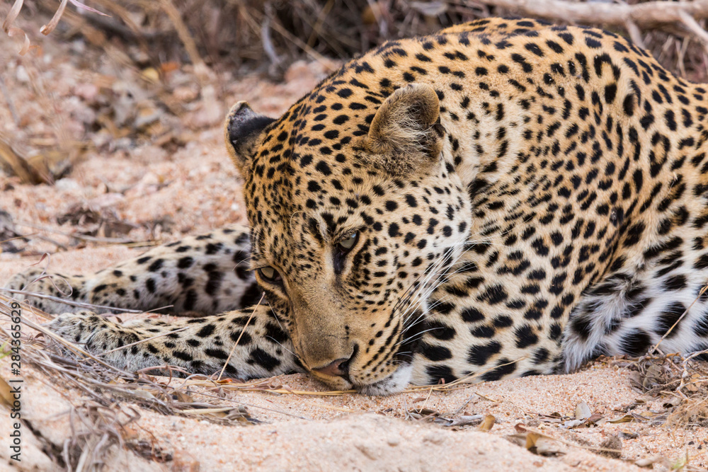 Fototapeta premium Africa, South Africa, Ngala Private Game Reserve. Close-up of young leopard.