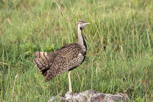 Africa, Tanzania, Ngorongoro Crater. Male Black-bellied Bustard (Eupodotis melanogaster) on the floor of the Crater.