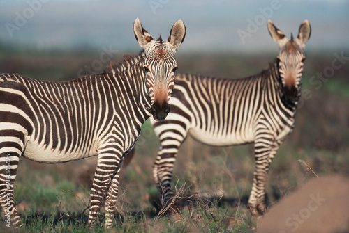 South Africa, Bontebok National Park, Cape Mountain Zebra (Equus zebra zebra)