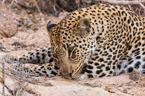 Africa, South Africa, Ngala Private Game Reserve. Close-up of young leopard. 