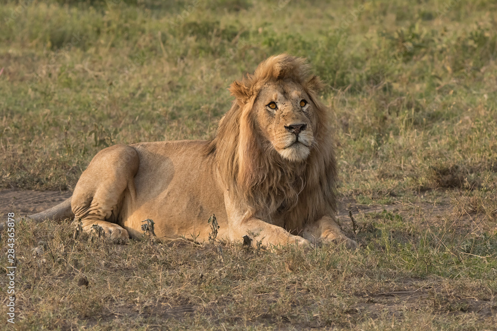 Africa, Tanzania, Serengeti. Male lion (Panthera Leo). Note flies on face. Africa, Tanzania, Serengeti. Male lion (Panthera Leo). Note flies on face.