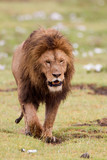 Male lion walks directly to camera, head up, moth partially open, Ngorongoro Conservation Area, Tanzania
