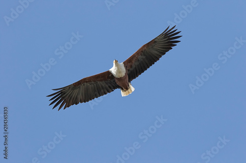 Africa, Tanzania, Serengeti. African Fish Eagle (Haliaeetus vocifer)