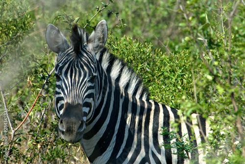 Africa, South Africa, KwaZulu Natal, Hluhluwe Umfolozi National Park, zebra  photo
