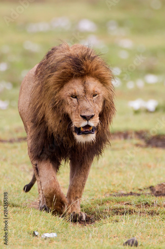 Male lion walks directly to camera, head up, moth partially open, Ngorongoro Conservation Area, Tanzania