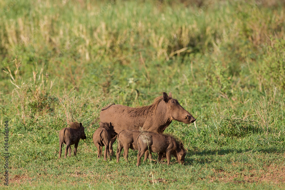 Mud-covered mother warthog and four piglets, one suckling the other three feeding on grass, waiting to suckle, Lake Manyara National Park, Tanzania