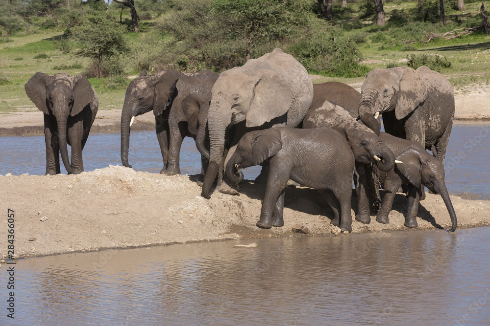 Fototapeta premium Elephant herd of varied ages stand gathered together on a bar of sand after emerging from the pond, two young elephants drinking water, Ngorongoro Conservation Area, Tanzania
