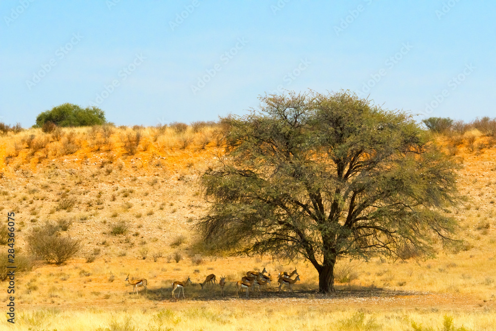 Springboks, Kgalagadi Transfrontier Park, South Africa Springboks, Kgalagadi Transfrontier Park, South Africa