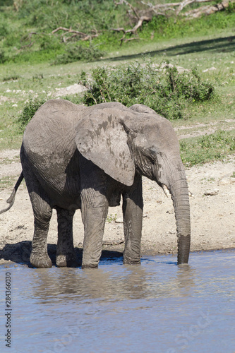 Single female elephant stands in the water at the edge of the pond  and drinks water  its trunk reaching into the water  Ngorongoro Conservation Area  Tanzania