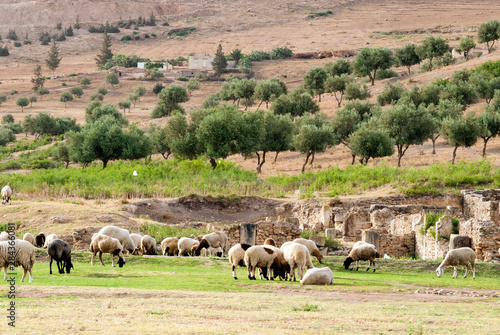 Sheep in front of Temple of Apollo, Roman ruins of Bulla Regia, Tunisia, North Africa photo