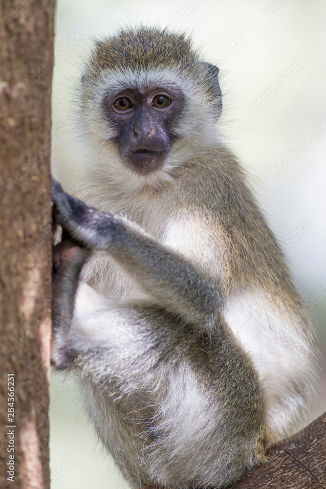 Vervet monkey (Cercopithecus aethiops) sits balanced in joint of tree looking at the viewer, Close-up, Lake Manyara National Park, Tanzania Vervet monkey (Cercopithecus aethiops) sits balanced in joint of tree looking at the viewer, Close-up, Lake Manyara National Park, Tanzania