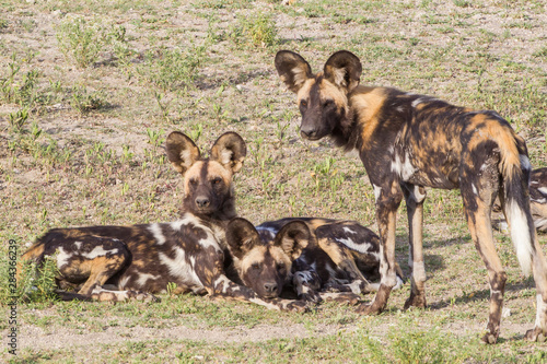Three African wild dogs, one standing and two lying down, face the camera, alert and watching. Multi-colored blond, black, white brown, Ngorongoro Conservation Area, Tanzania