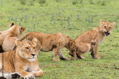Lion cubs play in back of lioness, with one cub biting the tail of another cub who screaming, Ngorongoro Conservation Area, Tanzania © James Heupel/Danita Delimont