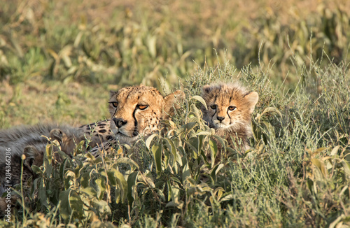 Africa, Tanzania, Serengeti. Mother cheetah and kittens (Acinonyx Jubatus).