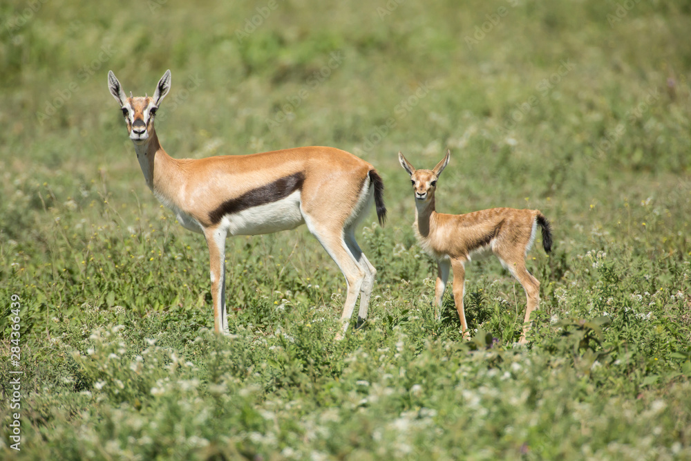 Less than a day old fawn on alert with its mother, fawn standing behind mother, both in a profile view looking at camera, ready to flee, Ngorongoro Conservation Area, Tanzania Less than a day old fawn on alert with its mother, fawn standing behind mother, both in a profile view looking at camera, ready to flee, Ngorongoro Conservation Area, Tanzania