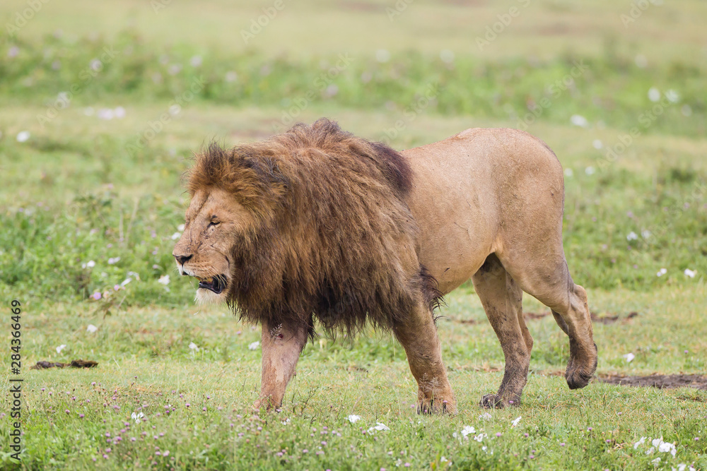 Fototapeta premium Male lion walks, through grassy area, eyes closed, 45 degree angle to viewer's left, frontal profile view, Close-up, Ngorongoro Conservation Area, Tanzania