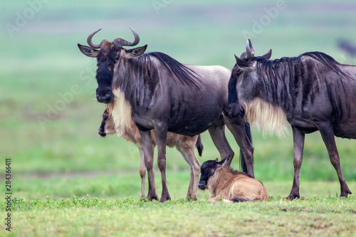 Wildebeest parents with two recently born calves, one standing and one lying beneath them, Close-up view, unfocused greenish background, Ngorongoro Conservation Area, Tanzania