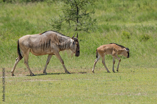 Africa  Tanzania  Serengeti. Female wildebeest and calf   Connochaetes taurinus 