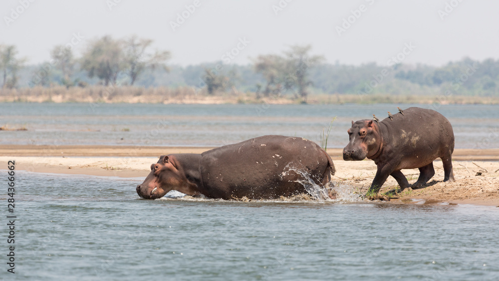Africa, Zambia. Hippos enter river. Africa, Zambia. Hippos enter river.