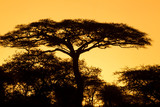 Silhouette of acacia tree stands above other trees in yellow glow of sky at beginning of sunrise, Ngorongoro Conservation Area, Tanzania