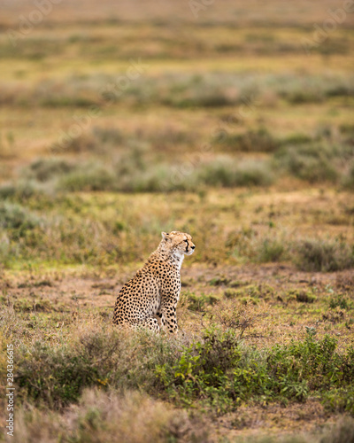 Cheetah (Acinonyx jubatus) scans the open plains of the Serengeti National Park, Tanzania © James White/Danita Delimont