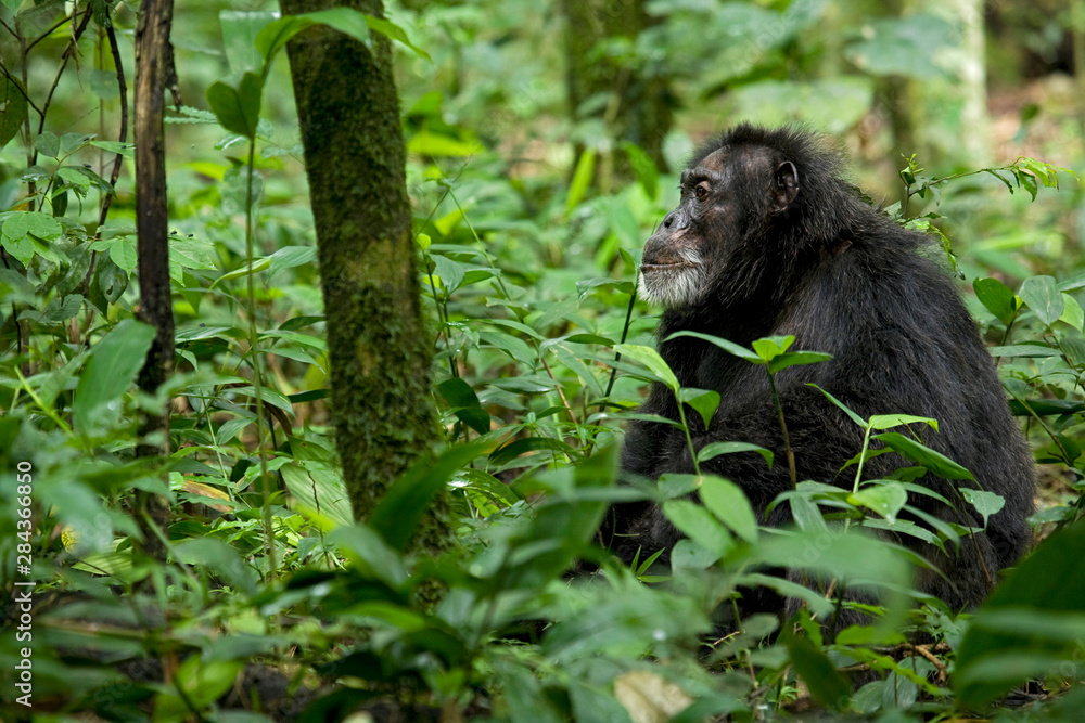 Africa, Uganda, Kibale National Park, Ngogo Chimpanzee Project. A male chimpanzee sits looking intently with interest.