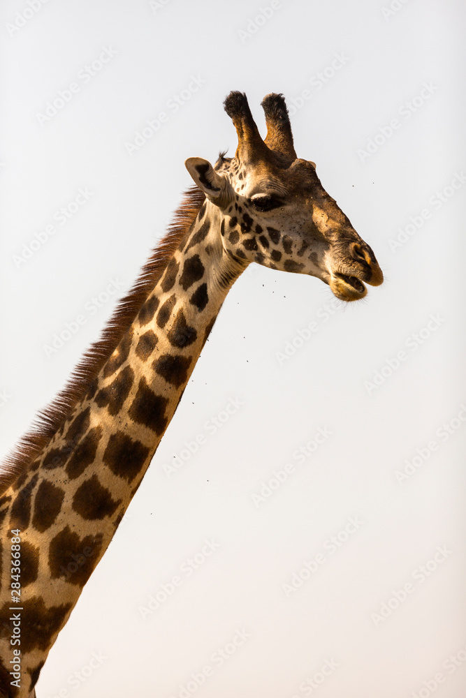 Giraffe (Giraffa camelopardalis) in the Serengeti National Park, Tanzania